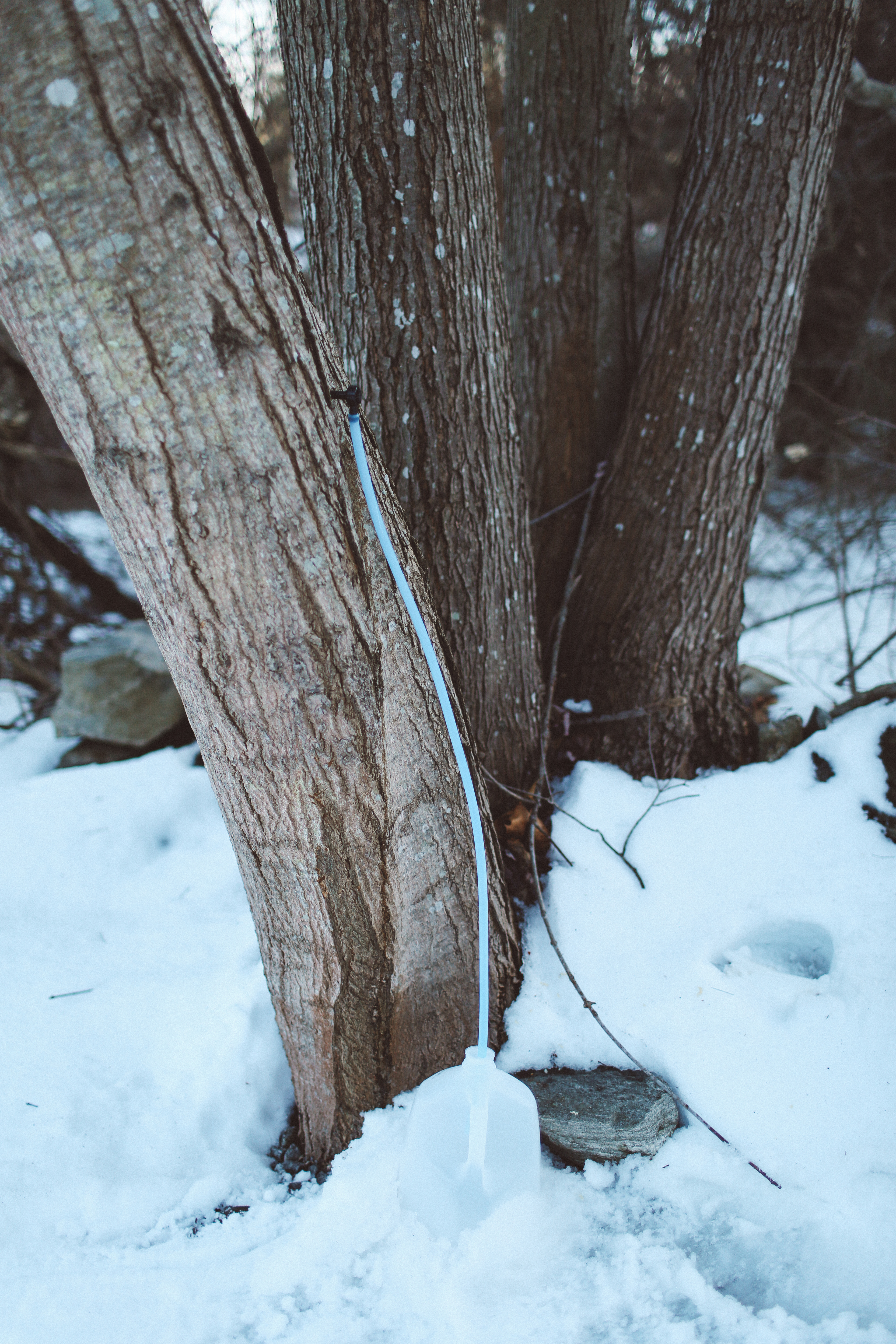 how-many-taps-per-tree