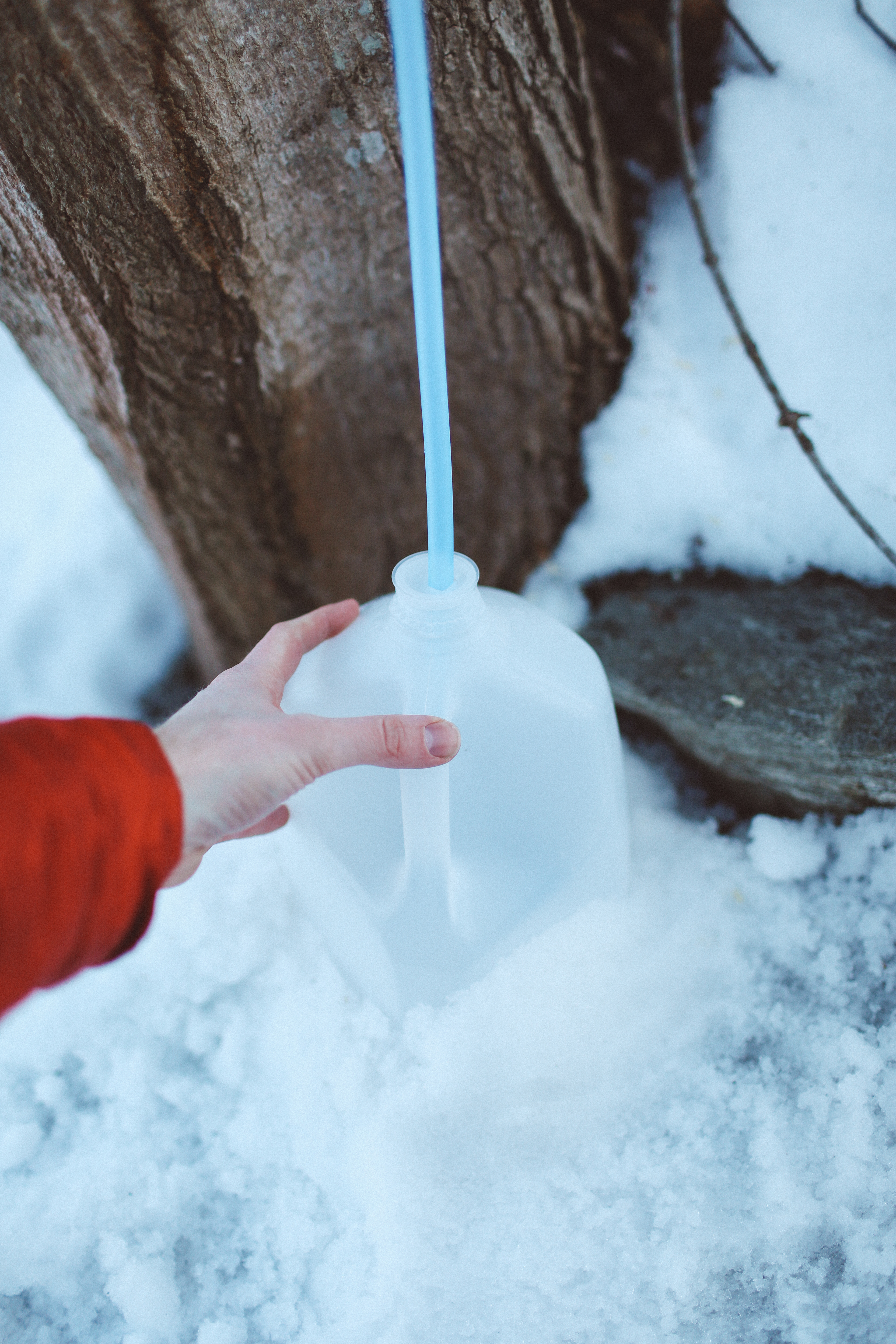 maple-sap-collection-container-jug-bucket