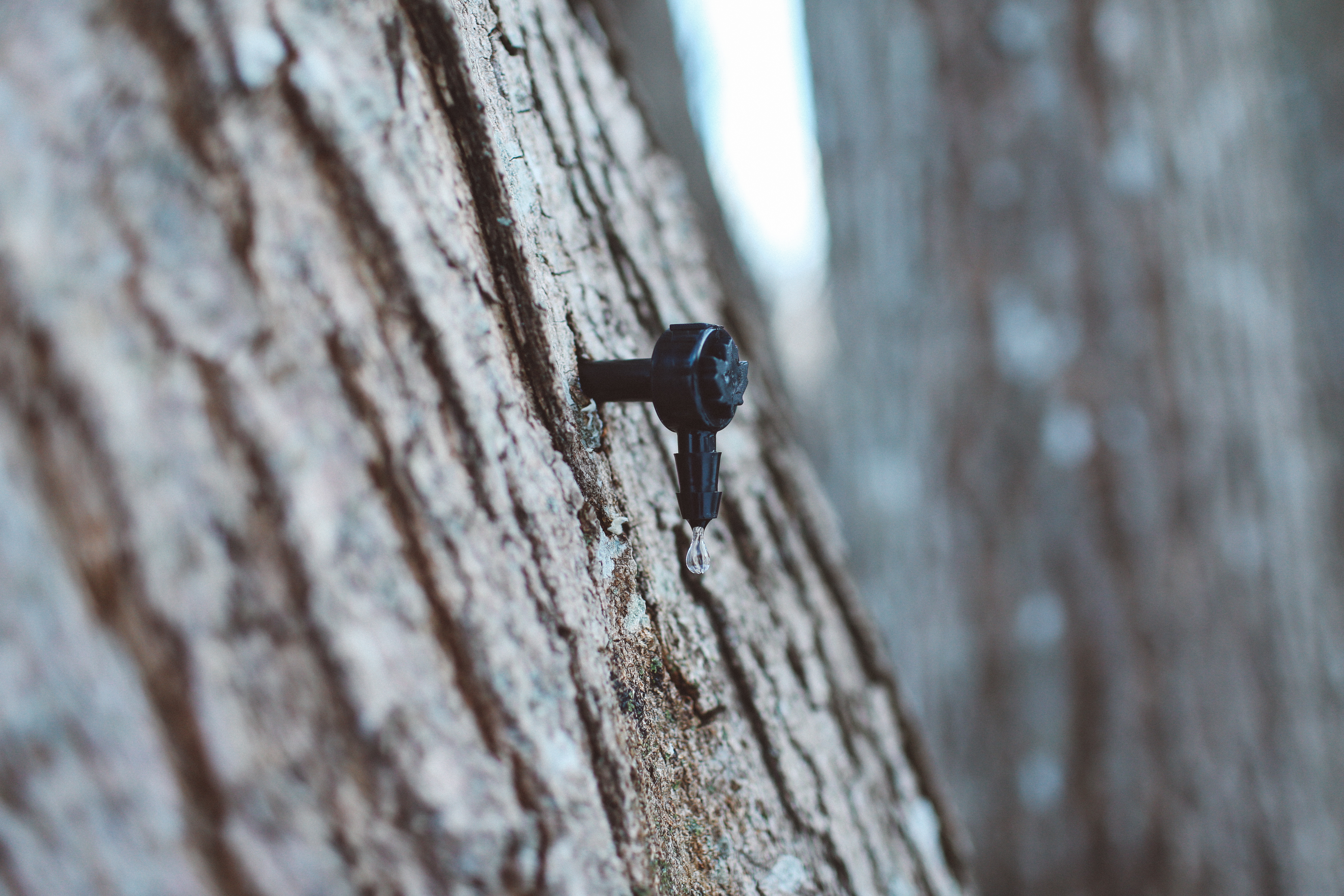 maple-sap-spout