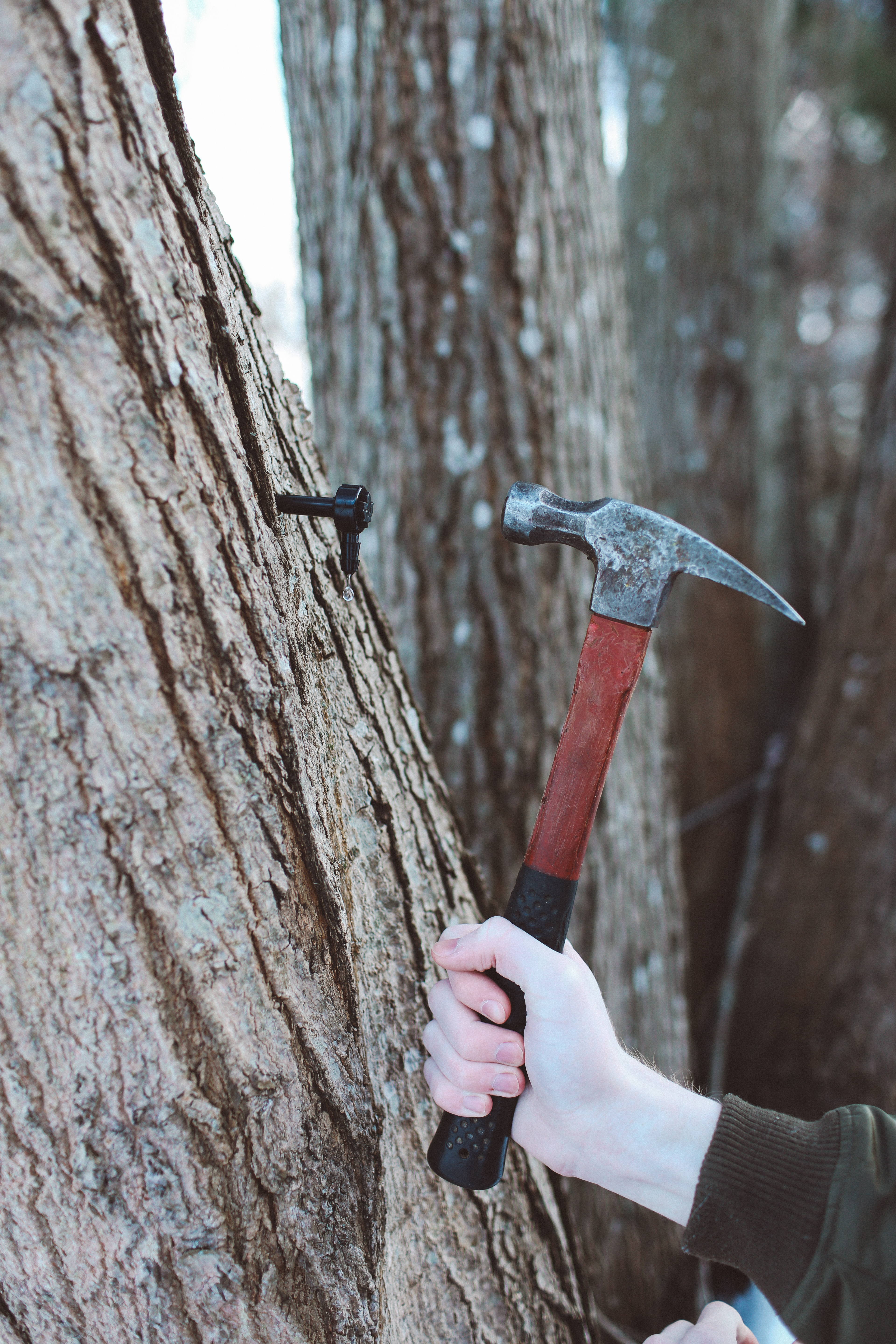 maple-spout-spile-installation
