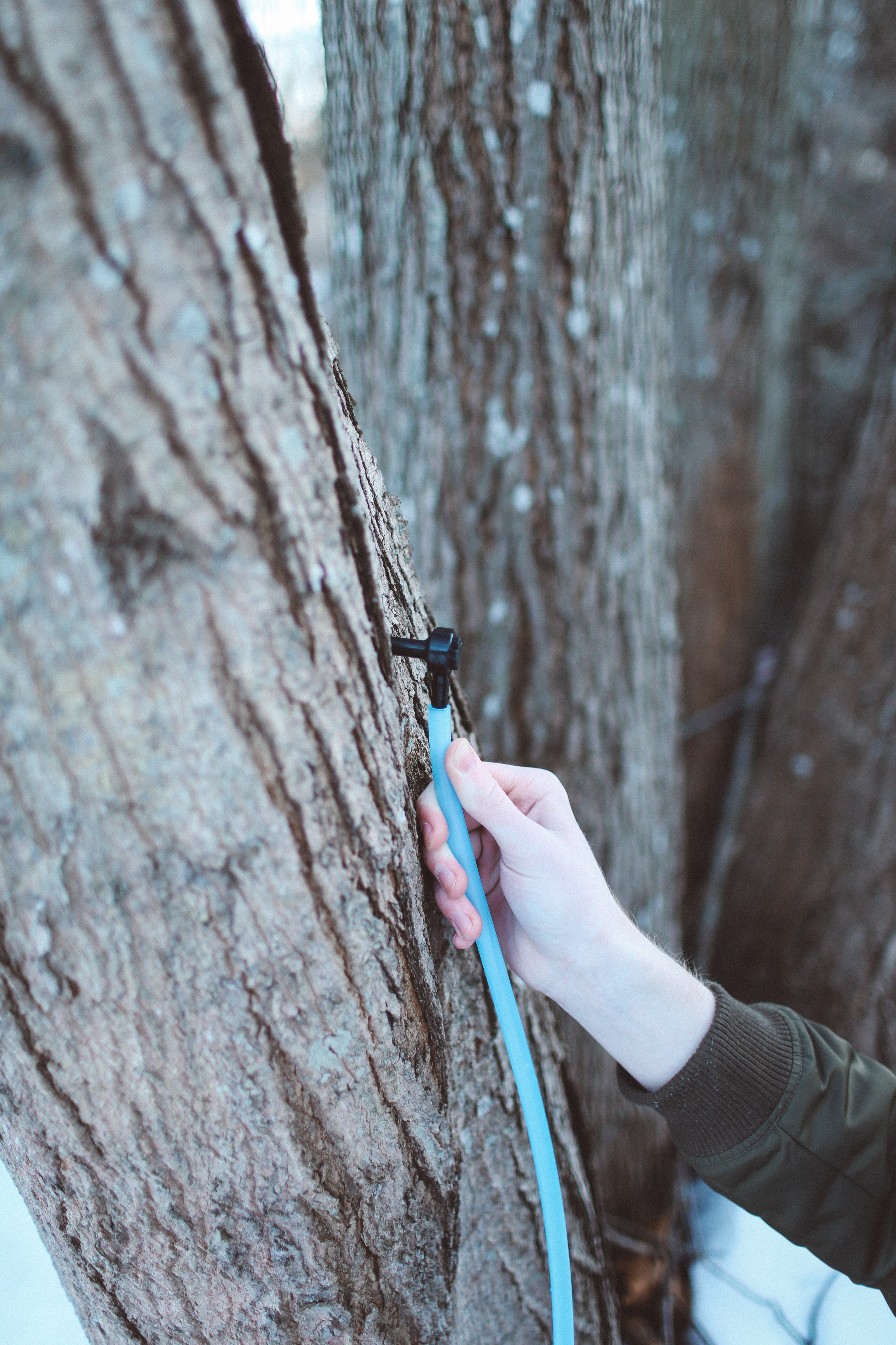 maple-tree-tap-kit